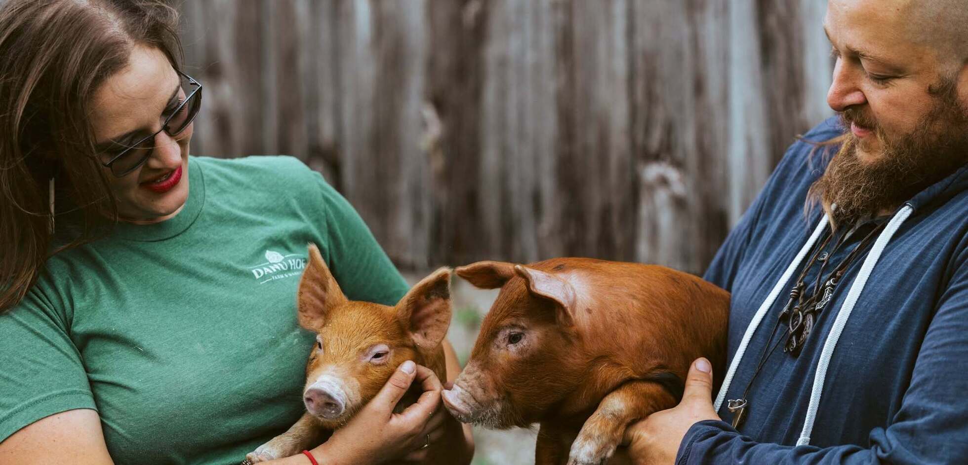 "Show and Tell" Tour for Farmers: Pigs and poultry on pasture